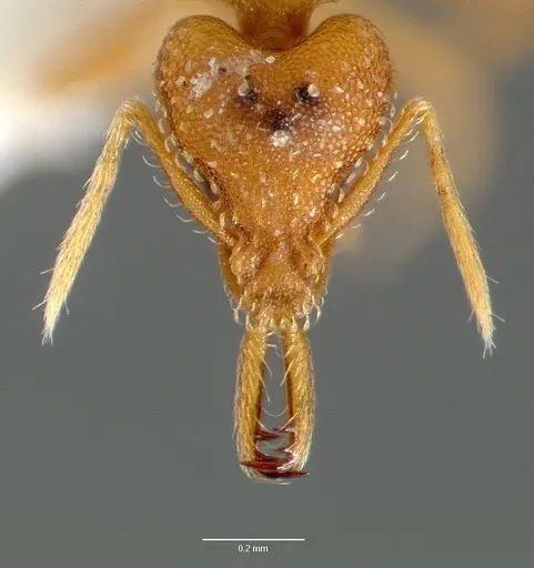 Strumigenys rogeri specimen CASENT0006035 image casent0006035_2