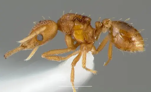 Strumigenys rogeri specimen CASENT0006035 image casent0006035_3