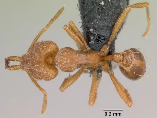 Strumigenys rogeri specimen CASENT0060341 image casent0060341_1