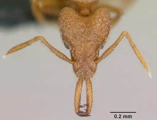 Strumigenys rogeri specimen CASENT0060341 image casent0060341_2