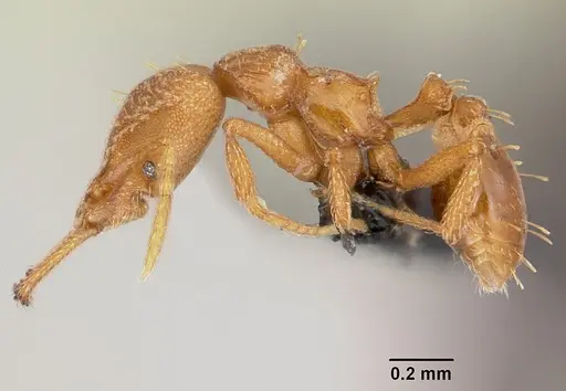 Strumigenys rogeri specimen CASENT0060341 image casent0060341_3