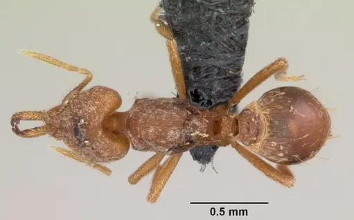 Strumigenys rogeri specimen CASENT0060425 image casent0060425_1