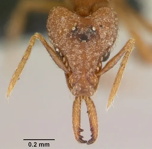 Strumigenys rogeri specimen CASENT0060425 image casent0060425_2