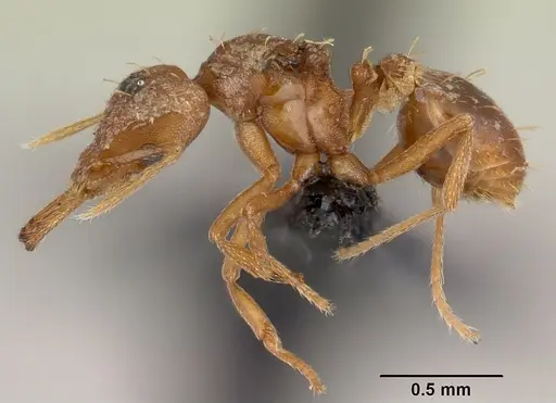 Strumigenys rogeri specimen CASENT0060425 image casent0060425_3