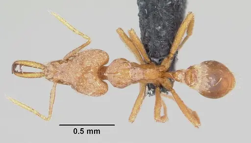Strumigenys rogeri specimen CASENT0064817 image casent0064817_1