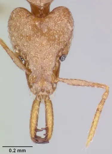 Strumigenys rogeri specimen CASENT0064817 image casent0064817_2