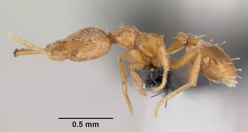 Strumigenys rogeri specimen CASENT0064817 image casent0064817_3