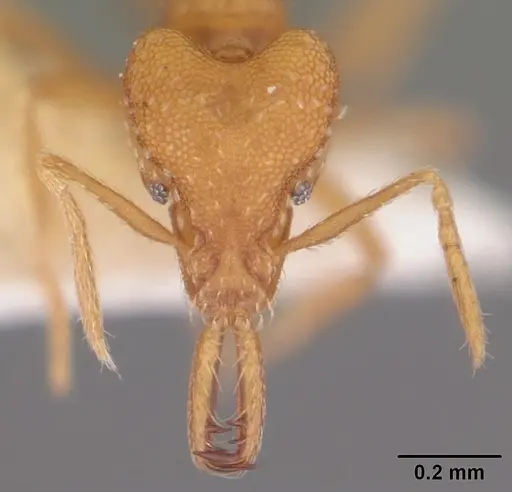 Strumigenys rogeri specimen CASENT0104529 image casent0104529_2