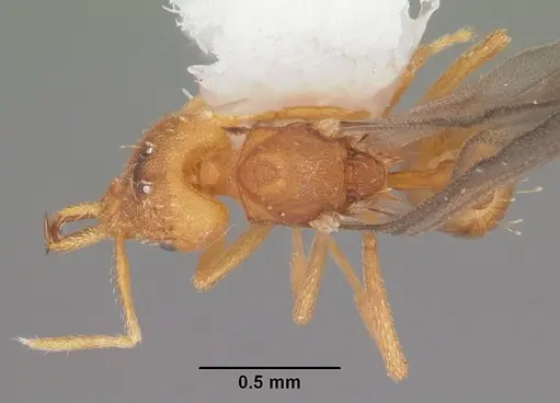 Strumigenys rogeri specimen CASENT0104530 image casent0104530_1