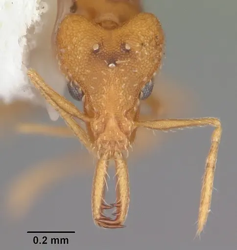 Strumigenys rogeri specimen CASENT0104530 image casent0104530_2