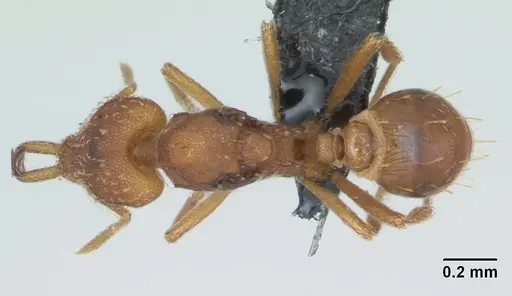 Strumigenys rogeri specimen CASENT0125113 image casent0125113_1