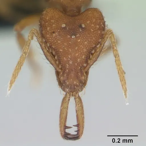 Strumigenys rogeri specimen CASENT0125113 image casent0125113_2