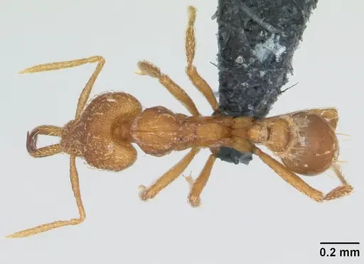 Strumigenys rogeri specimen CASENT0135259 image casent0135259_1