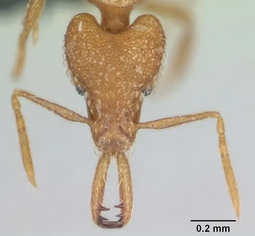 Strumigenys rogeri specimen CASENT0135259 image casent0135259_2