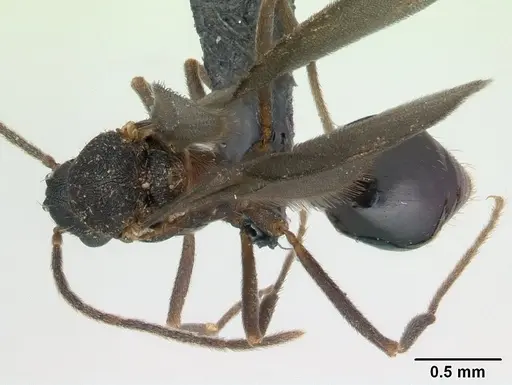 Strumigenys rogeri specimen CASENT0137483 image casent0137483_1