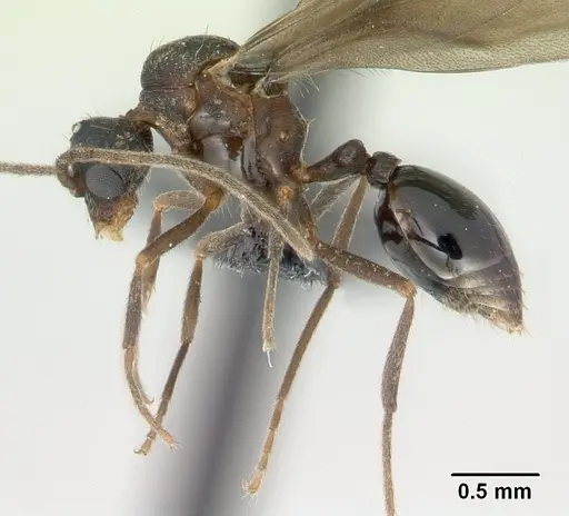 Strumigenys rogeri specimen CASENT0137483 image casent0137483_3