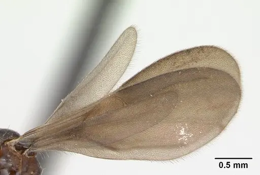 Strumigenys rogeri specimen CASENT0137483 image casent0137483_4
