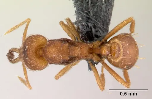 Strumigenys rogeri specimen CASENT0145858 image casent0145858_1
