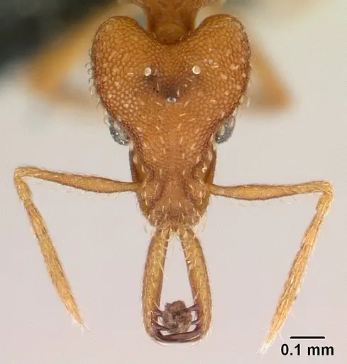 Strumigenys rogeri specimen CASENT0145858 image casent0145858_2