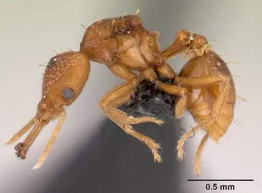 Strumigenys rogeri specimen CASENT0145858 image casent0145858_3