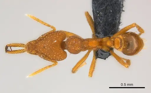 Strumigenys rogeri specimen CASENT0158880 image casent0158880_1