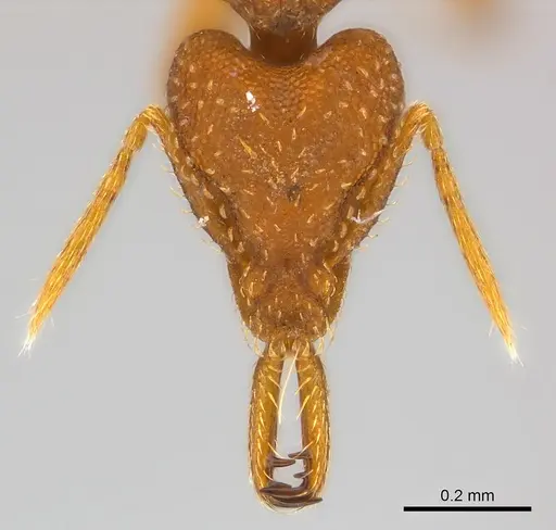 Strumigenys rogeri specimen CASENT0158880 image casent0158880_2