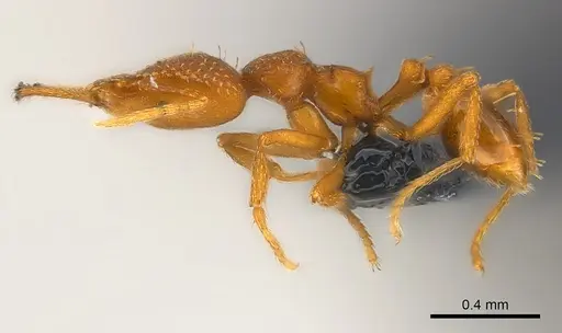 Strumigenys rogeri specimen CASENT0158880 image casent0158880_3