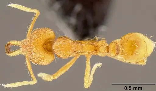 Strumigenys rogeri specimen CASENT0171133 image casent0171133_1