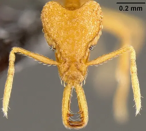 Strumigenys rogeri specimen CASENT0171133 image casent0171133_2
