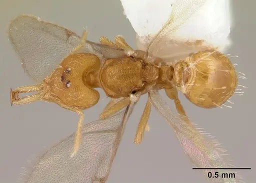 Strumigenys rogeri specimen CASENT0178416 image casent0178416_1