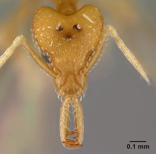 Strumigenys rogeri specimen CASENT0178416 image casent0178416_2