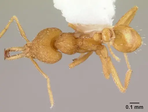 Strumigenys rogeri specimen CASENT0178417 image casent0178417_1