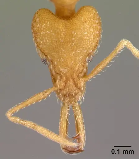 Strumigenys rogeri specimen CASENT0178417 image casent0178417_2