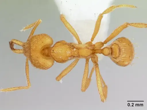 Strumigenys rogeri specimen CASENT0178460 image casent0178460_1