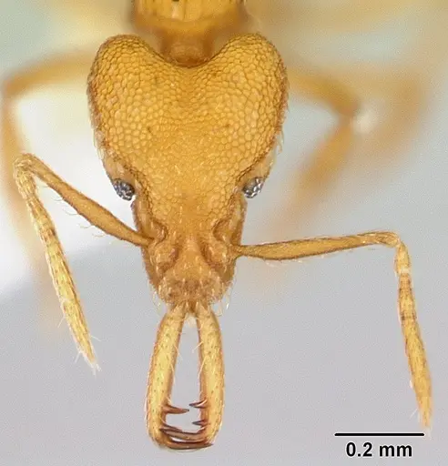 Strumigenys rogeri specimen CASENT0178460 image casent0178460_2