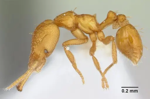 Strumigenys rogeri specimen CASENT0178460 image casent0178460_3