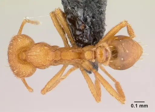 Strumigenys rogeri specimen CASENT0179508 image casent0179508_1
