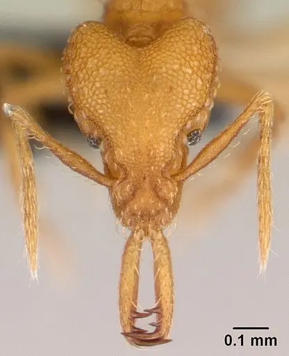 Strumigenys rogeri specimen CASENT0179508 image casent0179508_2