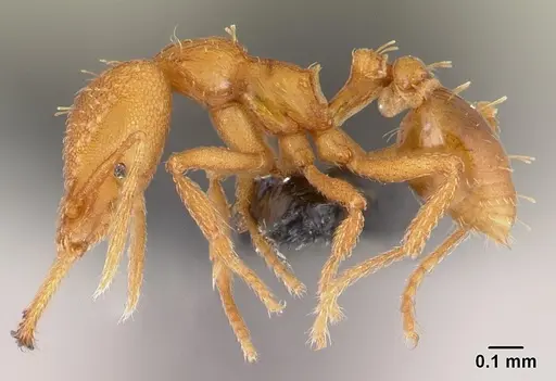 Strumigenys rogeri specimen CASENT0179508 image casent0179508_3