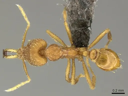 Strumigenys rogeri specimen CASENT0235720 image casent0235720_1