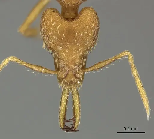 Strumigenys rogeri specimen CASENT0235720 image casent0235720_2