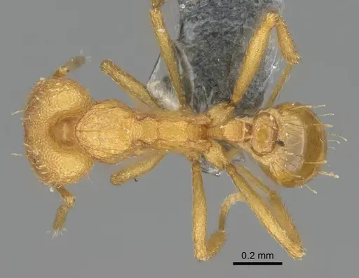Strumigenys rogeri specimen CASENT0767610 image casent0767610_1