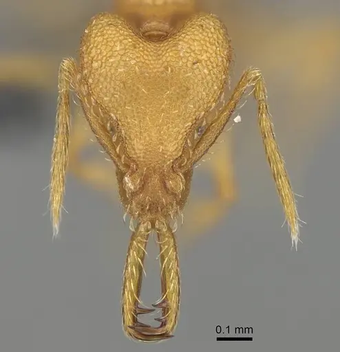 Strumigenys rogeri specimen CASENT0767610 image casent0767610_2
