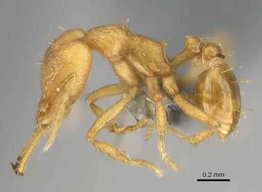 Strumigenys rogeri specimen CASENT0767610 image casent0767610_3