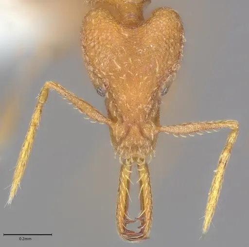 Strumigenys rogeri specimen CASENT0845004 image casent0845004_1