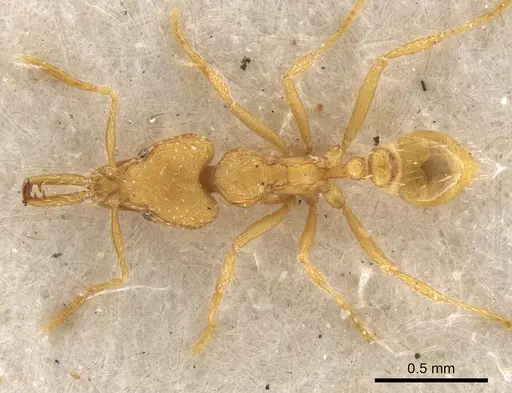 Strumigenys rogeri specimen CASENT0900597 image casent0900597_1