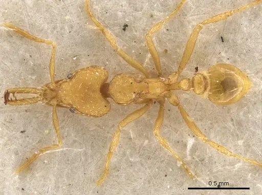 Strumigenys rogeri specimen CASENT0900597 image casent0900597_2