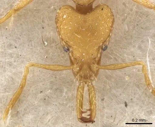 Strumigenys rogeri specimen CASENT0900597 image casent0900597_3