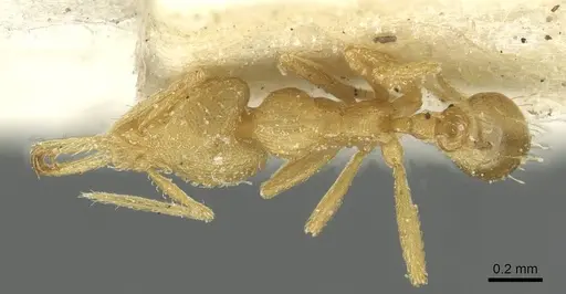 Strumigenys rogeri specimen CASENT0912862 image casent0912862_1