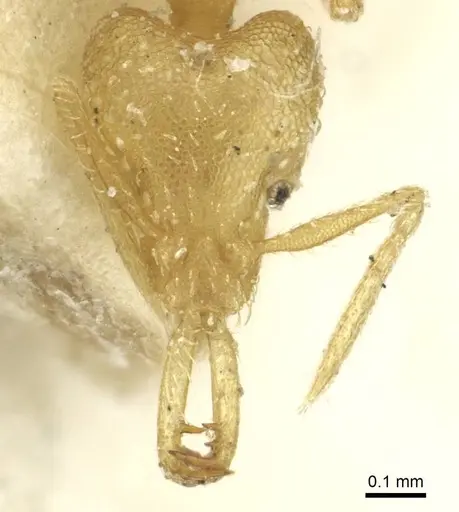 Strumigenys rogeri specimen CASENT0912862 image casent0912862_2